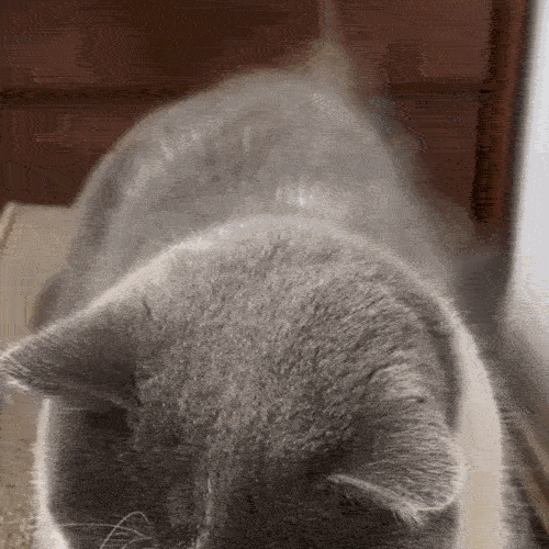 Peria Perfectă pentru Animale